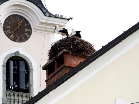 Na sliki Štorklji na dimniku župnišča v Cerkljah_02